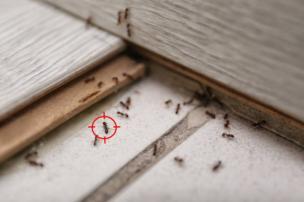 Best Pest Removal Services  in Double Oak, TX